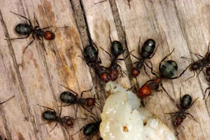 Найцікавіші факти про мурах Найцікавіші факти про мурах